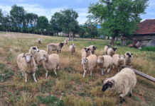 Gorjul, în centrul crizei sanitare care blochează exporturile de ovine și caprine