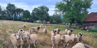 Gorjul, în centrul crizei sanitare care blochează exporturile de ovine și caprine