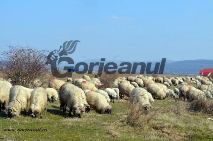 Variola ovină lovește în Gorj și Vâlcea: Peste 800 de oi, sacrificate