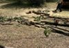 Pădurar cercetat pentru tentativă la furt de arbori