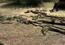 Pădurar cercetat pentru tentativă la furt de arbori