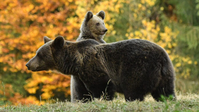 Fermierii gorjeni, terorizați de animalele sălbatice. Urșii, porcii mistreți și ciorile au făcut prăpăd în plantații