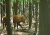 Pădurile din Defileul Jiului răsună de boncănitul cerbilor. Rangerii îi monitorizează