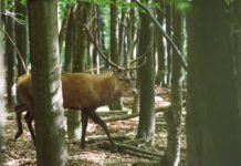 Pădurile din Defileul Jiului răsună de boncănitul cerbilor. Rangerii îi monitorizează