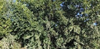 Poluare pe râul Motru, în zona Apa Neagră. Reprezentanții de la Apele Române Jiu au prelevat probe