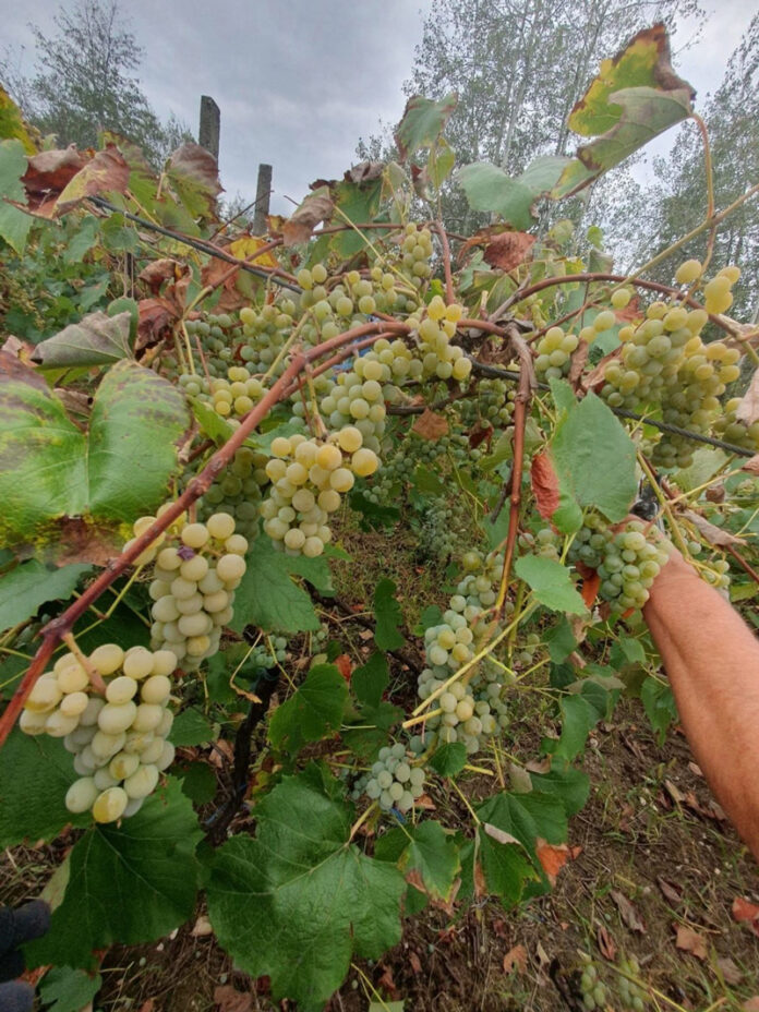 Gorjenii renunță la vin și își vând strugurii direct din vie. Prețurile încep de la 3 lei kilogramul