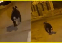 Urșii dau târcoale Gorjului. Un exemplar a ajuns pe străzile din Polata, după alte două alerte la Stănești și Baia de Fier