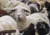 Bani pentru crescătorii de ovine: până la 50.000 de euro pentru investiții în ferme. Când ar putea începe finanțarea
