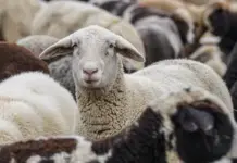Bani pentru crescătorii de ovine: până la 50.000 de euro pentru investiții în ferme. Când ar putea începe finanțarea