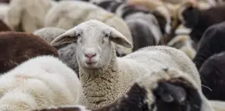 Bani pentru crescătorii de ovine: până la 50.000 de euro pentru investiții în ferme. Când ar putea începe finanțarea