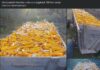 Porumbul, vedeta recoltei din Gorj: producție bună în 2026! Fermierii au început deja să-l scoată la vânzare