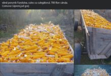 Porumbul, vedeta recoltei din Gorj: producție bună în 2026! Fermierii au început deja să-l scoată la vânzare