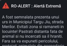 Urs pe o stradă din Târgu Jiu. Avertizare RO Alert