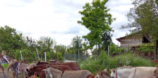 Povestea gorjencei care s-a întors acasă pentru a crește măgărițe, după ce a trăit în Londra și Bordeaux