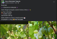 Toamna a umplut rețelele de anunțuri: strugurii din Gorj se vând la kilogram, iar mustul a ajuns la 10 lei litrul
