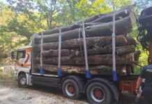 Transport de 15 metri cubi de lemn fără acte, oprit de polițiști în Gorj. Autoutilitara și marfa au fost confiscate