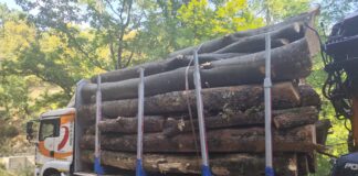 Transport de 15 metri cubi de lemn fără acte, oprit de polițiști în Gorj. Autoutilitara și marfa au fost confiscate