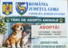 Rovinari: Mare târg de adopții organizat de Protecția Animalelor