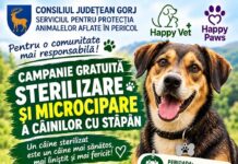 Brănești: Campanie de sterilizare a câinilor din gospodării