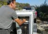 Campania de sterilizare a câinilor a ajuns la Brănești