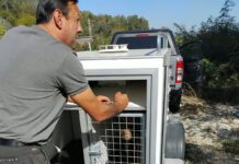 Campania de sterilizare a câinilor a ajuns la Brănești