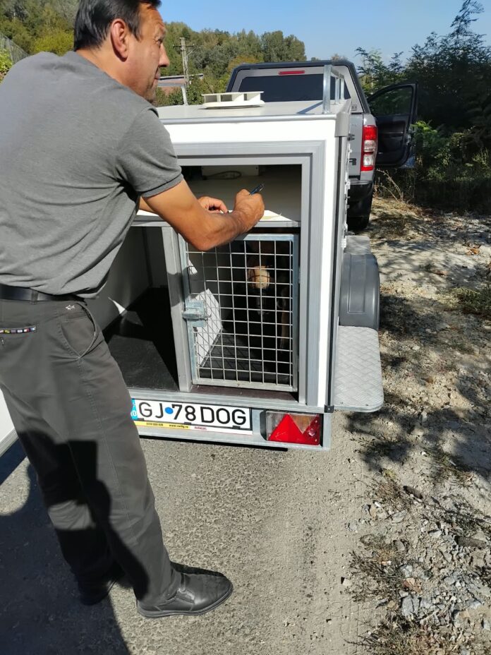 Campania de sterilizare a câinilor a ajuns la Brănești