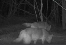 VIDEO Haită de lupi, filmată la marginea Târgu Jiului