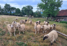 Variola ovină a făcut ravagii în Gorj: aproximativ 1.400 de oi au murit