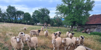 Variola ovină a făcut ravagii în Gorj: aproximativ 1.400 de oi au murit