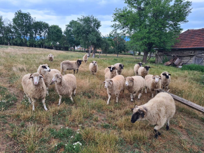 Variola ovină a făcut ravagii în Gorj: aproximativ 1.400 de oi au murit