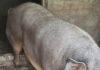 A început vânzare porcilor pentru Crăciun. O purcea de 400 de kilograme este vândută cu 1.000 de euro, la Turcinești