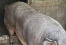 A început vânzare porcilor pentru Crăciun. O purcea de 400 de kilograme este vândută cu 1.000 de euro, la Turcinești
