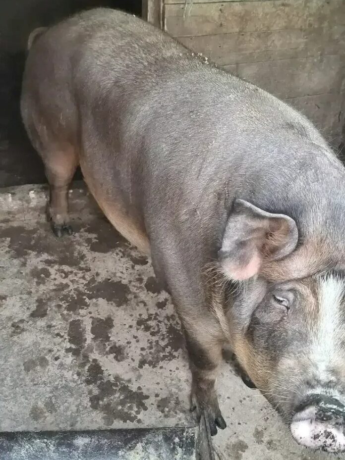 A început vânzare porcilor pentru Crăciun. O purcea de 400 de kilograme este vândută cu 1.000 de euro, la Turcinești