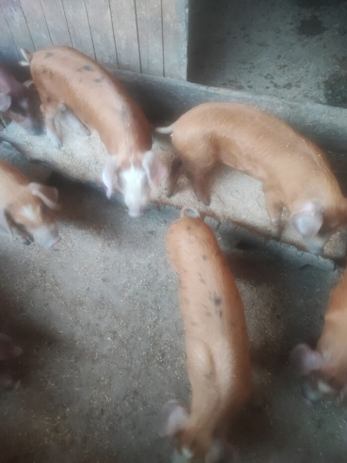 A revenit trocul în gospodăriile din Gorj: Purcei contra cereale