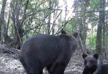 VIDEO Familie de urși, filmată în pădurea din zona poligonului Turcinești