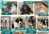 27 de câini salvați din Adăpostul Public Târgu Jiu într-o singură săptămână
