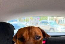 Povestea celui mai trist câine din adăpostul Târgu Jiu are final fericit: a fost adoptat și a ajuns la noua sa familie