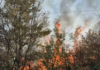 VIDEO Incendiu de vegetație în apropierea Parcului Industrial de la Bumbești Jiu