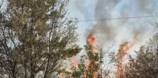 VIDEO Incendiu de vegetație în apropierea Parcului Industrial de la Bumbești Jiu