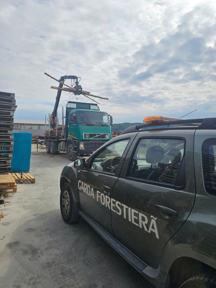 Controale în pădurile din Gorj: prejudicii de peste 182.000 de lei și zeci de transporturi de lemne cu nereguli, descoperite în septembrie