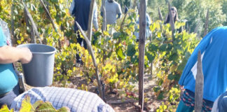 VIDEO/FOTO: Culesul viilor la Valea Mare, Runcu: Mustul să se facă vin și apoi „să se încrunte Pleșa”
