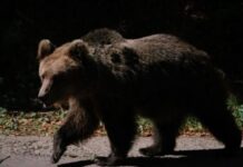 Urs observat pe un drum dintr-o comună din Gorj