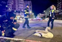 Lebădă rănită, în centrul municipiului Târgu Jiu