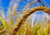 Agricultura pe înțelesul tuturor – Înființarea culturilor de toamnă