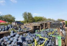 APIA le dă un ultim termen viticultorilor. Bani pentru asigurarea recoltei de struguri, până pe 15 octombrie