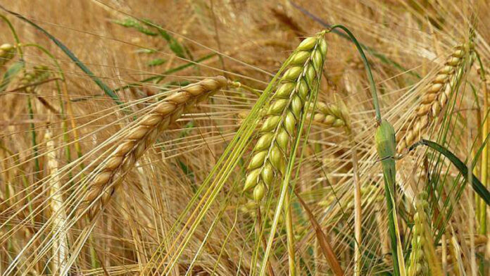 Agricultura pe înțelesul tuturor – Înființarea culturilor de toamnă