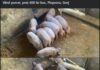 Gorjenii au început să caute porci pentru Crăciun! Cât costă un porc de 200 de kilograme
