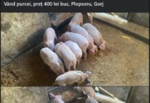 Gorjenii au început să caute porci pentru Crăciun! Cât costă un porc de 200 de kilograme
