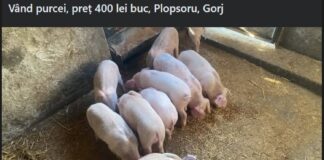 Gorjenii au început să caute porci pentru Crăciun! Cât costă un porc de 200 de kilograme