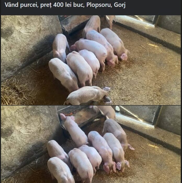 Gorjenii au început să caute porci pentru Crăciun! Cât costă un porc de 200 de kilograme